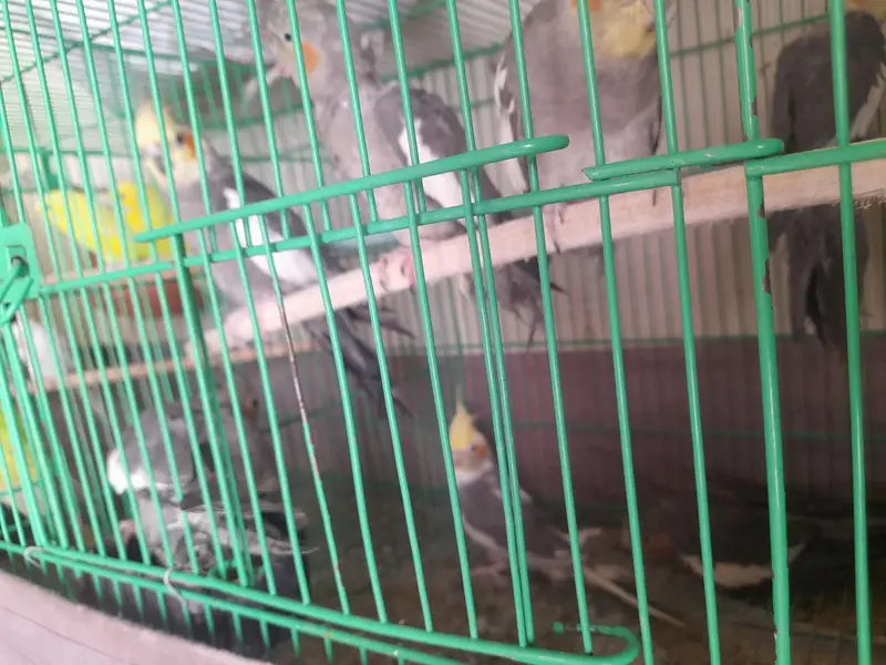 parrot cage for sale — photo 9