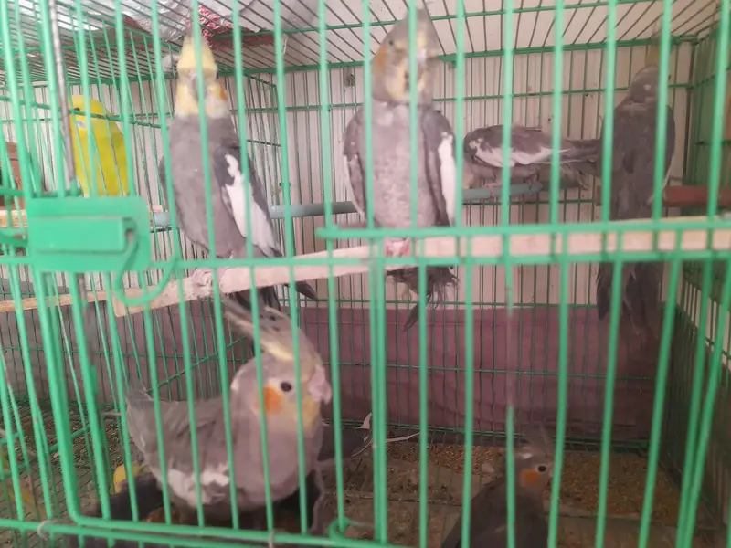 parrot cage for sale — photo 10