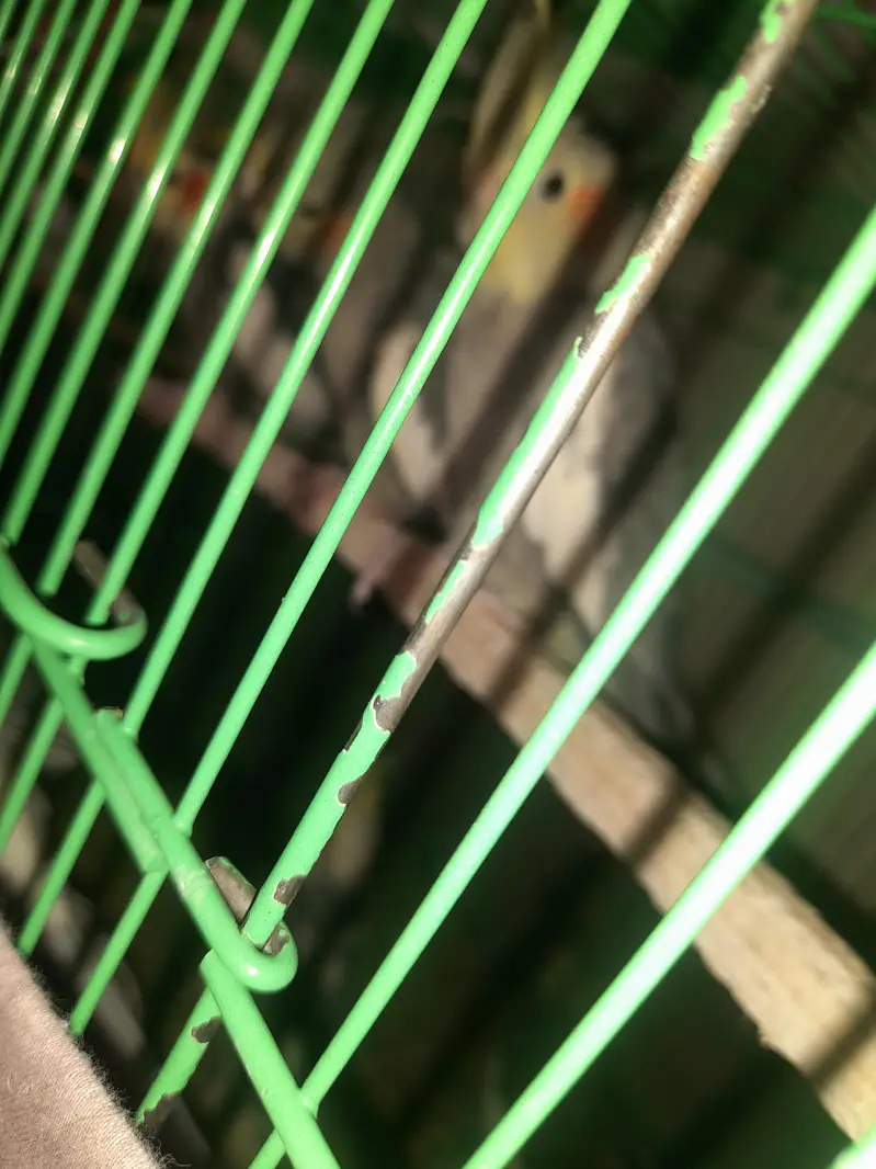 parrot cage for sale — photo 11