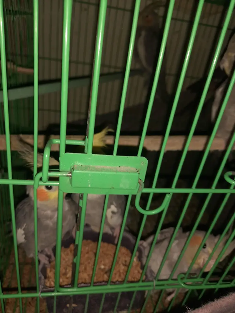 parrot cage for sale — photo 12