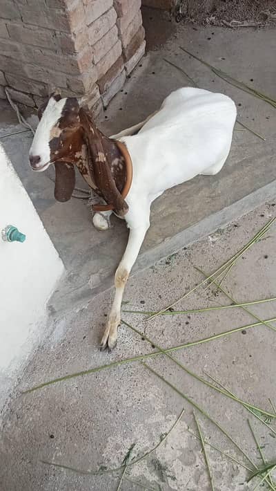 peur rajistan betal 1mohram cros