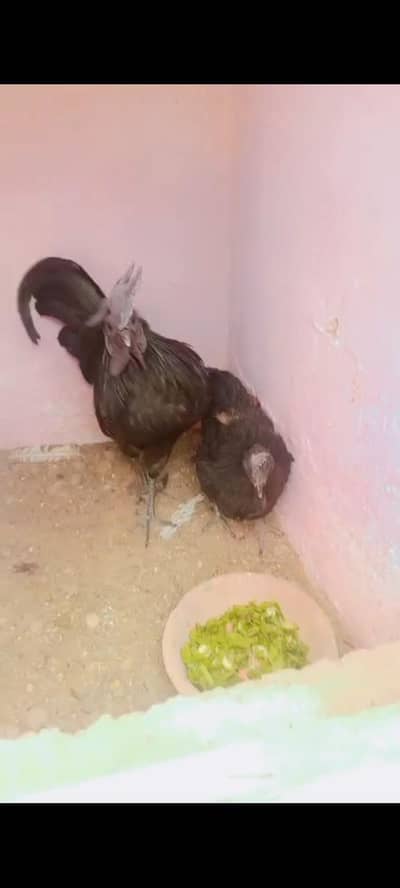 ayam cemani breeder pair