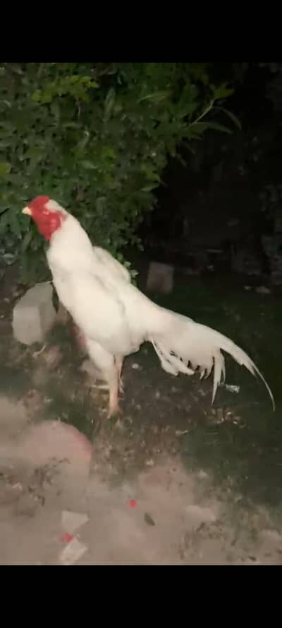 Heera aseel pair |old blood linepair| 2 Heera chicks| 2 mianwali chick