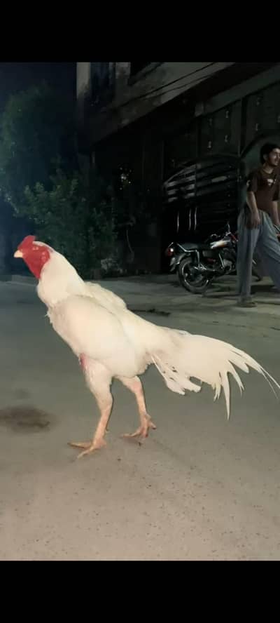Heera aseel murga black murgi cheeni murgi Heera chicks mianwali chick