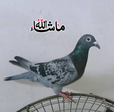 Qasad Breder Female For Sale