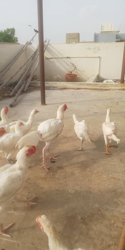 King Size Paper White Heera and Fancy Golden Pride Hen