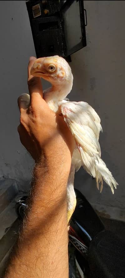 parrot beak long tail