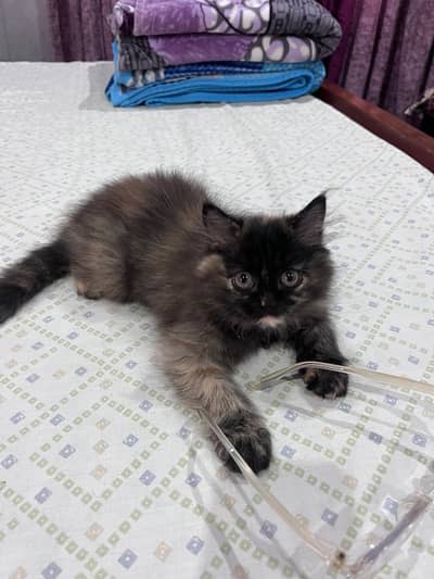 Adorable Persian Kitten for Sale – Healthy & Fluffy