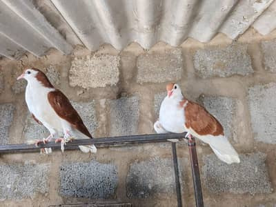 pigeon for sale