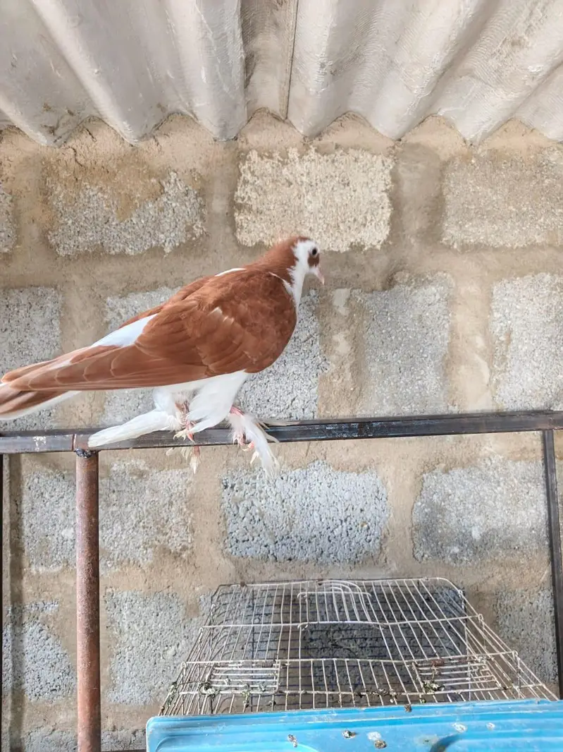 pigeon for sale — photo 2