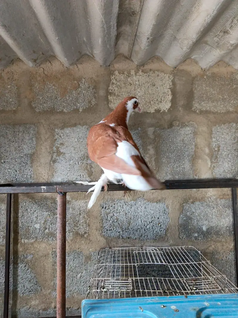 pigeon for sale — photo 3