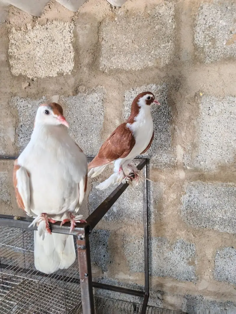 pigeon for sale — photo 4