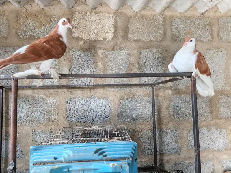 pigeon for sale — photo 5