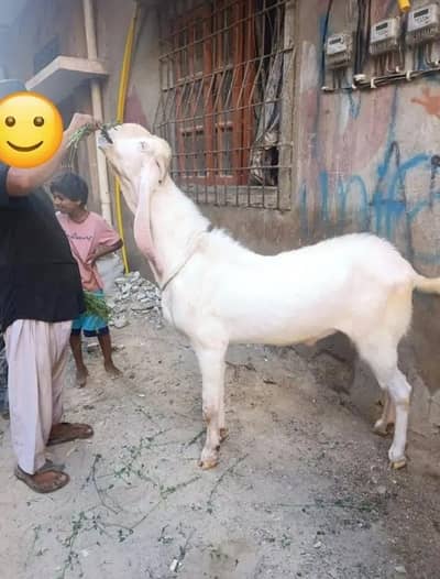 Bakra