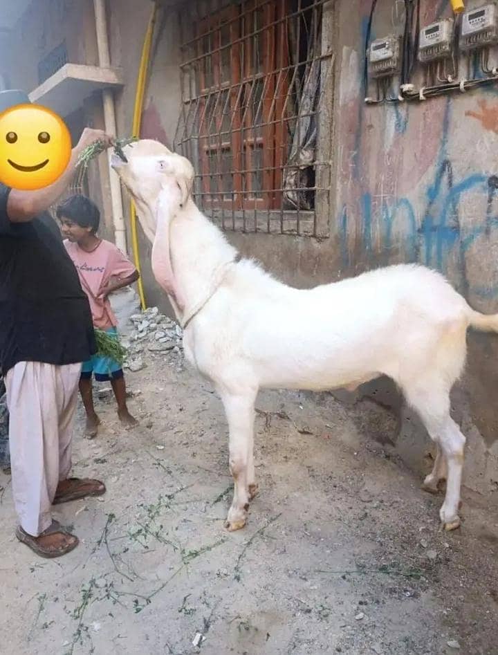 Bakra 0