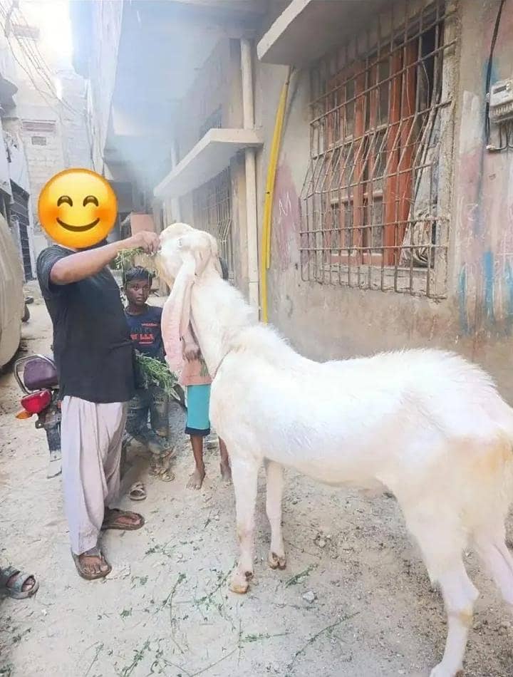 Bakra 1