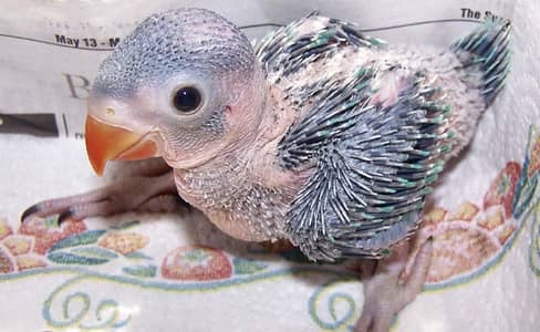 Required Ring neck baby