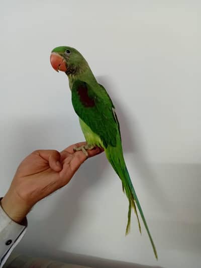 Raw Kasmeeri Alexandal