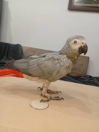 African grey
