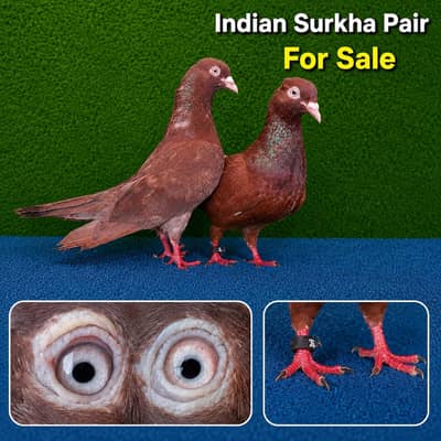 8 high flying joro waly pair . . . 1500 per 03201447384