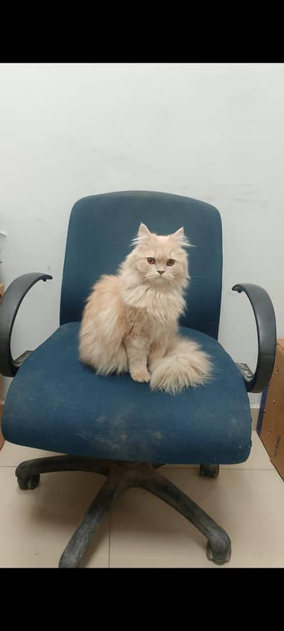 my pet cat