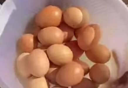 fress egg lohman brown