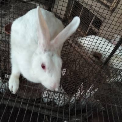 breeder male for sale