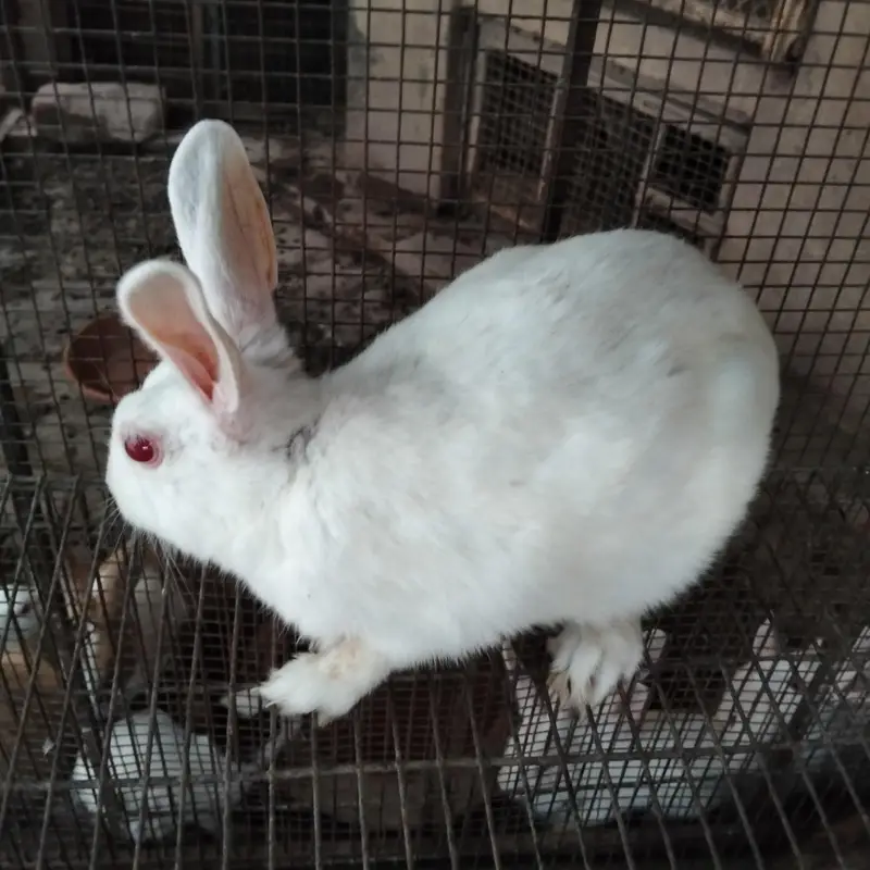breeder male for sale — photo 2