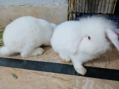 Hollandloop breeding pair 03120222537