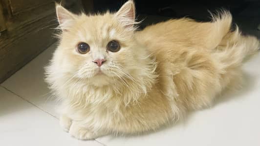 Persian fawn male cat