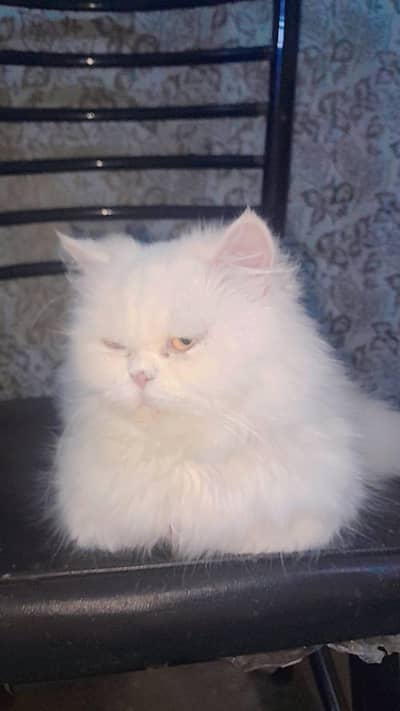 PERSION CAT WASHROOM TRAIN YELLOW EYES