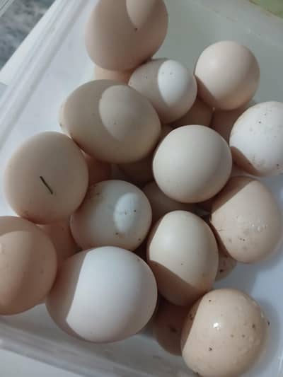 egg for sale
