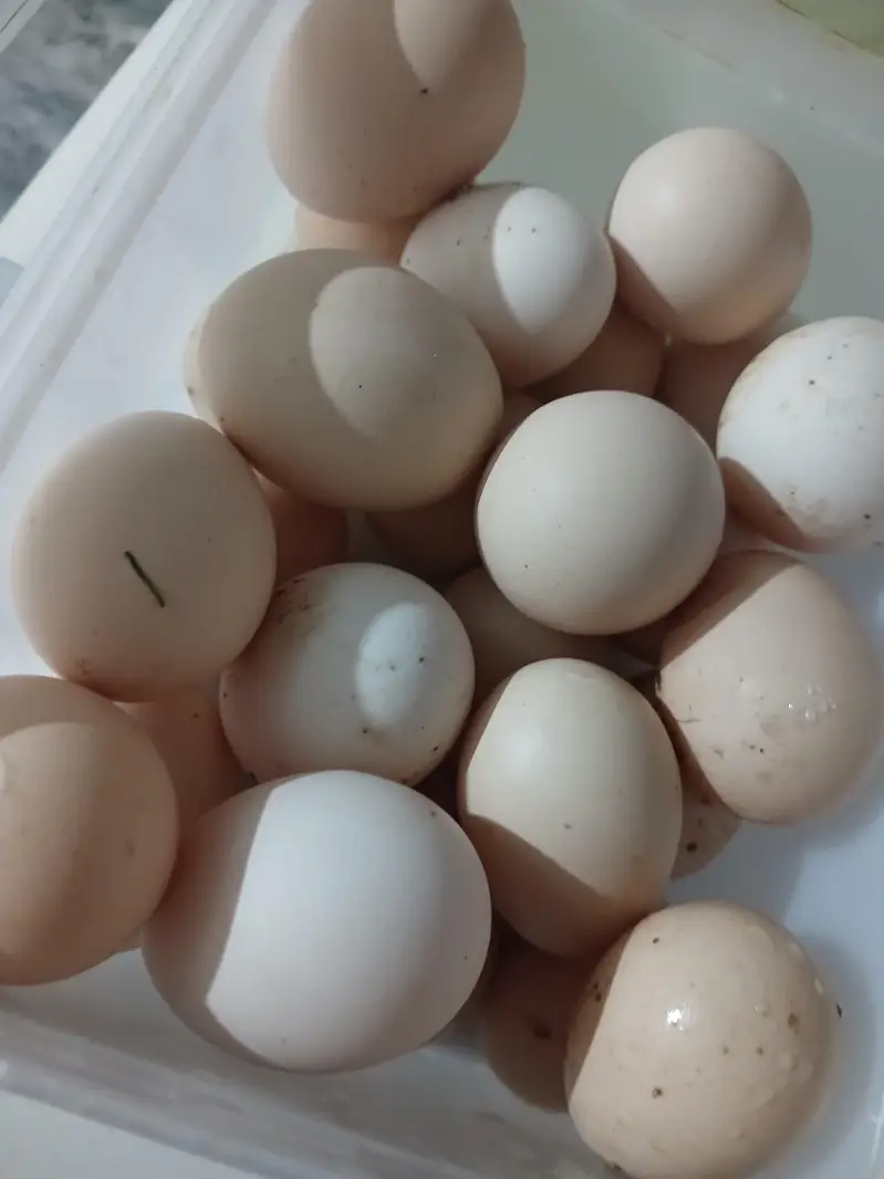 egg for sale
