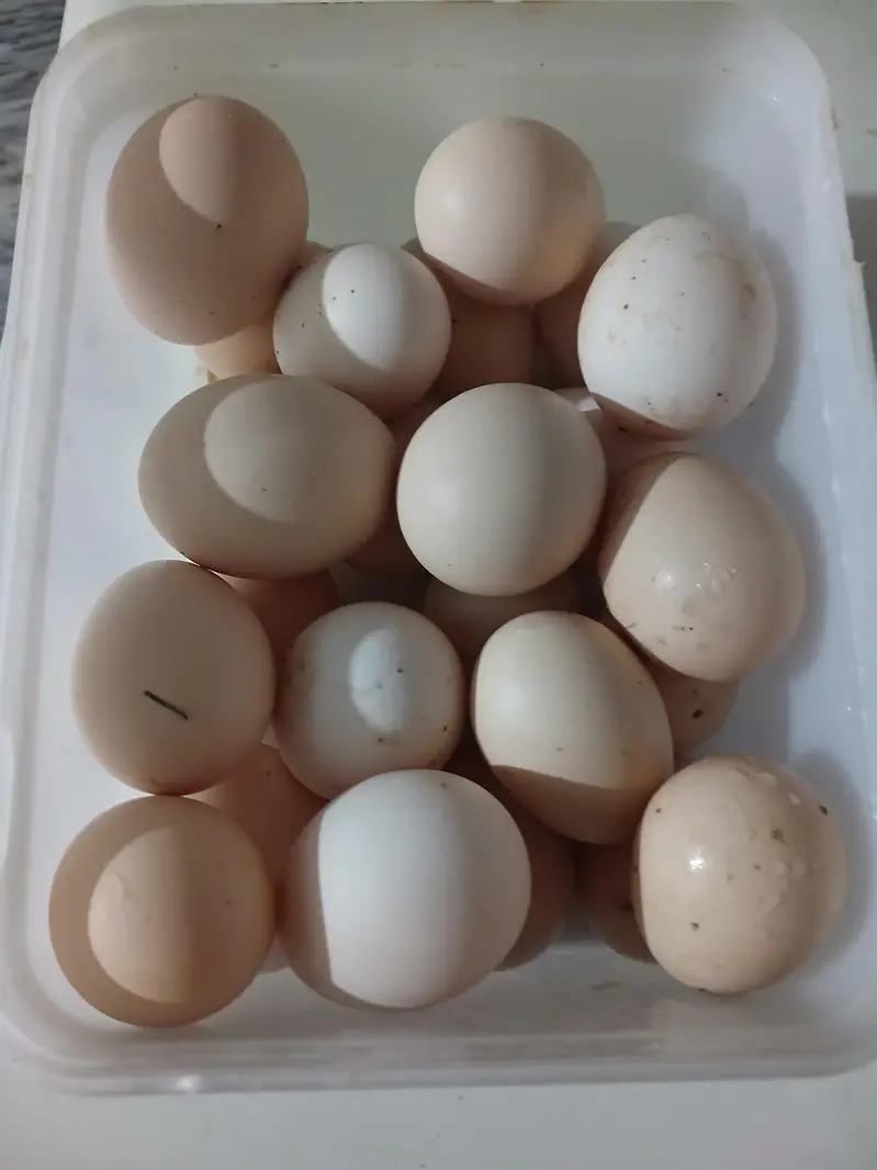 egg for sale — photo 2