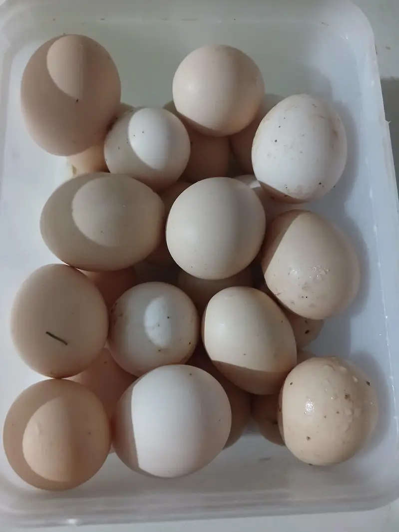 egg for sale — photo 3