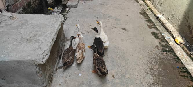 egg laying duck