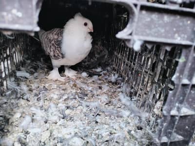 Different  pigeons Available And Different prices Healthy and Active