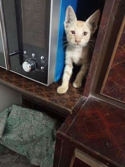 FREE!! Ginger kitten for sale