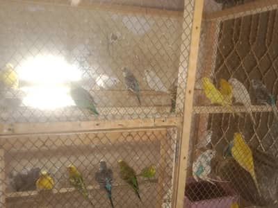 parrots for sale 3 parrots price 1000