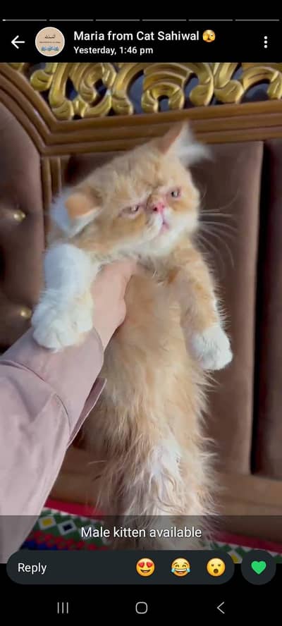 Piki male kitten