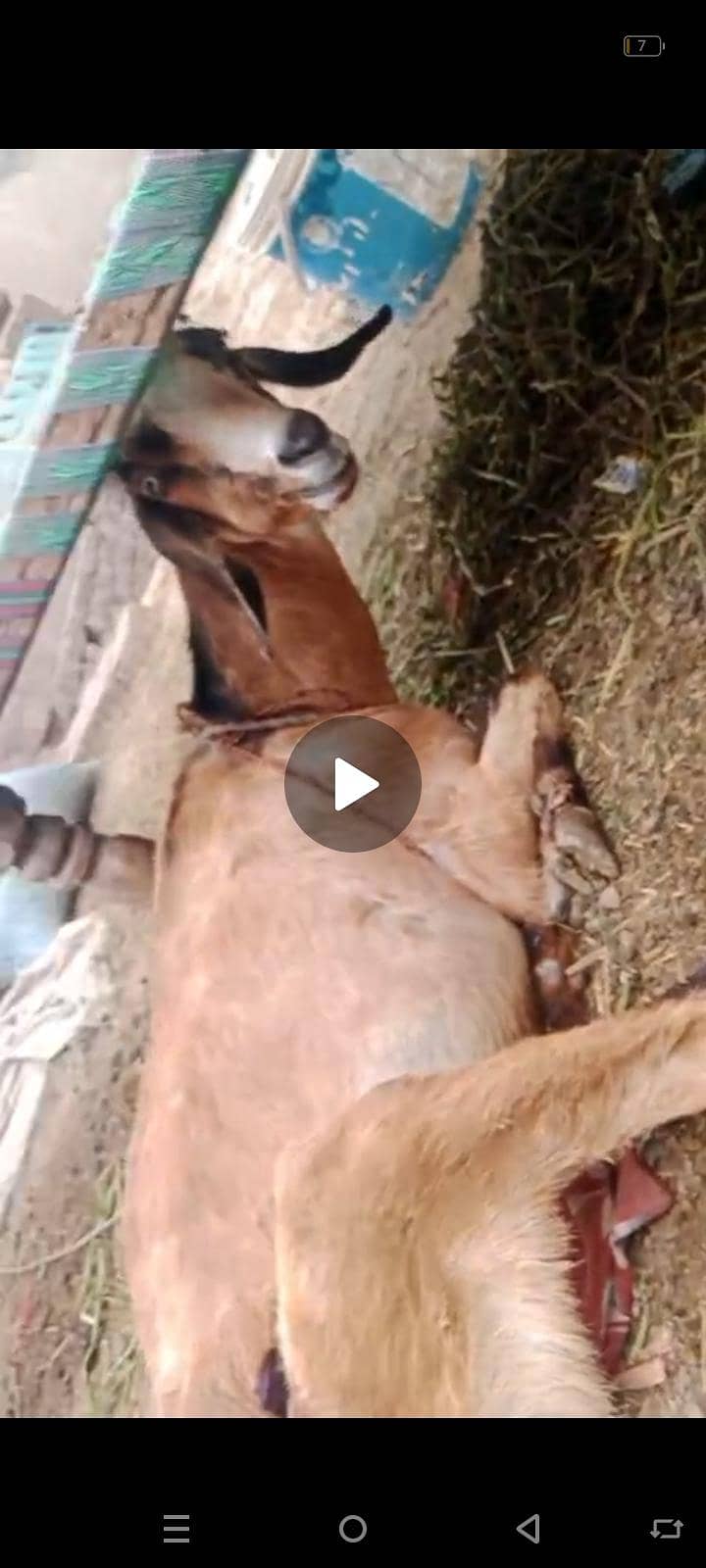 goats . . nmbr description ma hai 1