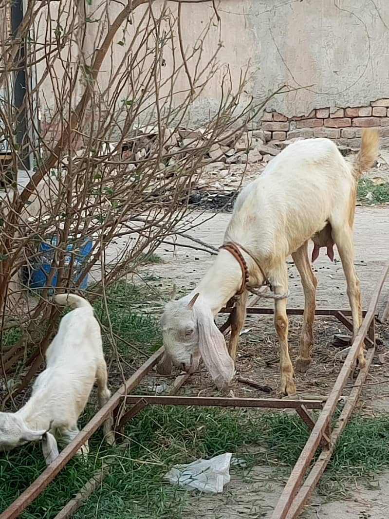 goats . . nmbr description ma hai 2