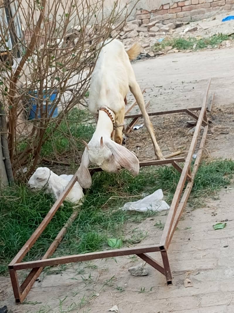 goats . . nmbr description ma hai 3