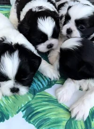 Shihtzu puppies available