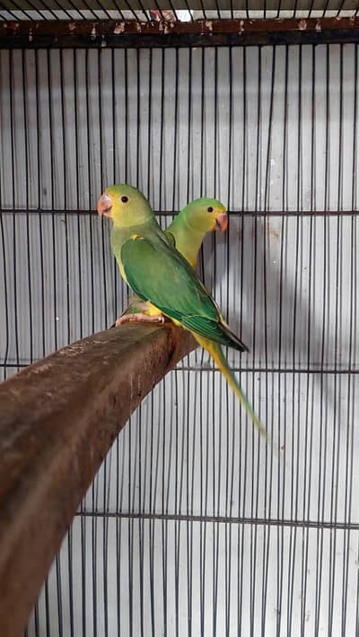 Green clear tail pair
