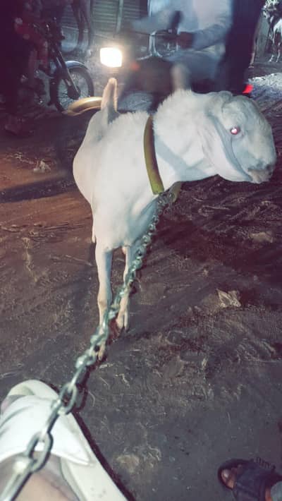 bakra white