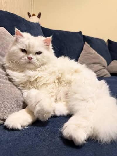 Persian White Long hair