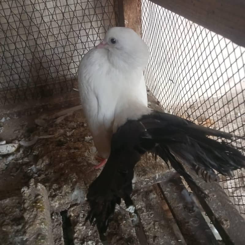 Black tail 1