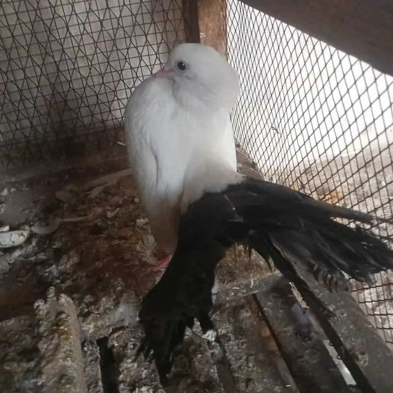 Black tail — photo 2