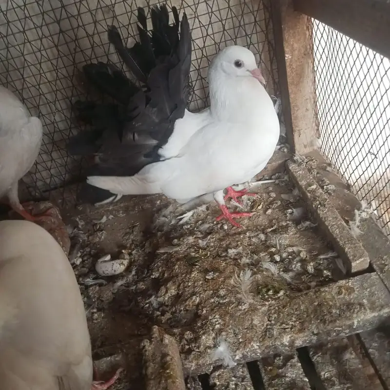 Black tail — photo 3